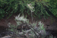 Tamarix ericoides